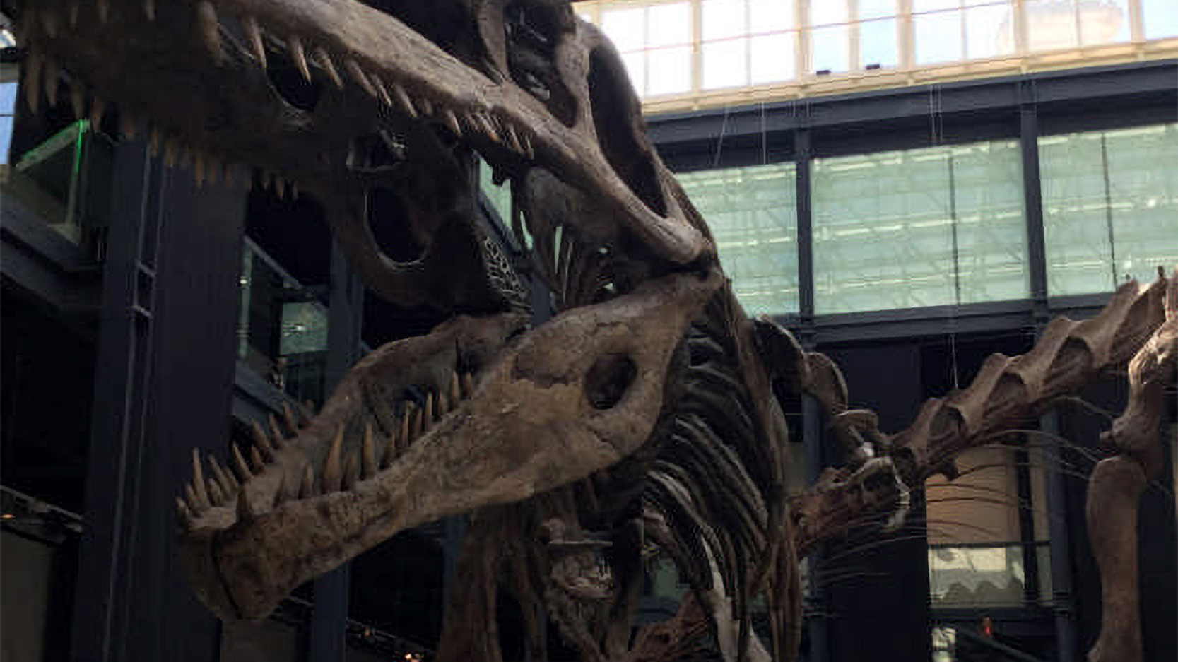 MOSTRA DINOSAURI PADOVA 2016