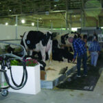 FIERA INTERNAZ. BOVINO | CREMONA 2006